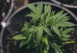 bladvoeding wietplant indica