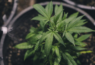 bladvoeding wietplant indica