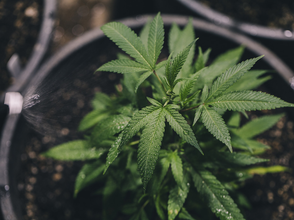 bladvoeding wietplant indica