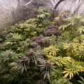 Gefjon kweekt Growers Choice en Spliff Seeds (#11)