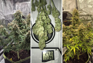 Quick One autoflower wietzaden
