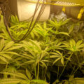 wietplant is te groot
