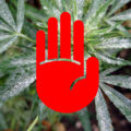 Nooit meer meeldauw? Cannabisproducent Aurora ontdekt resistente cultivar