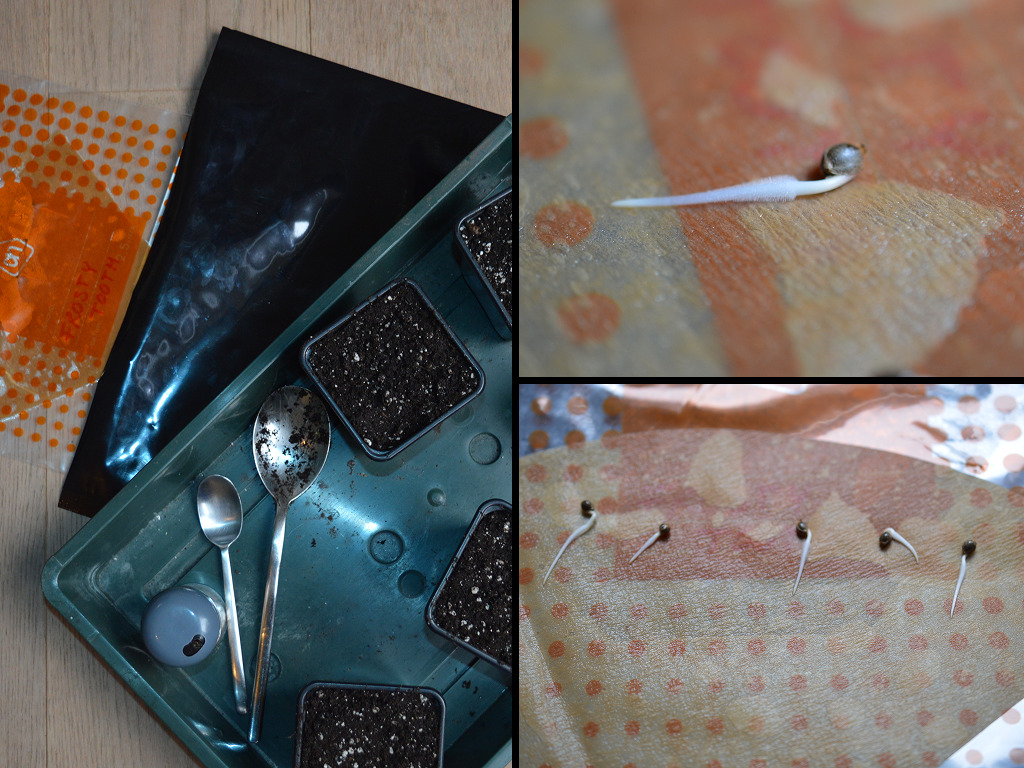 koffiefilter methode ontkiemen