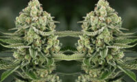 5 star apple fritter auto