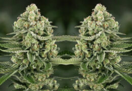 5 star apple fritter auto
