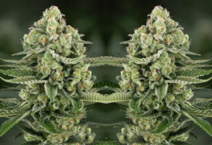 5 star apple fritter auto