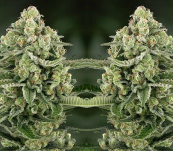 5 star apple fritter auto
