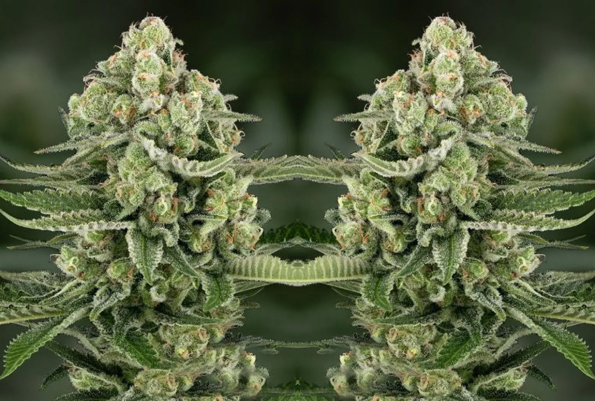 5 star apple fritter auto