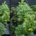 <i>Ocean</i>, verduisteren, super aarde en aardbeien