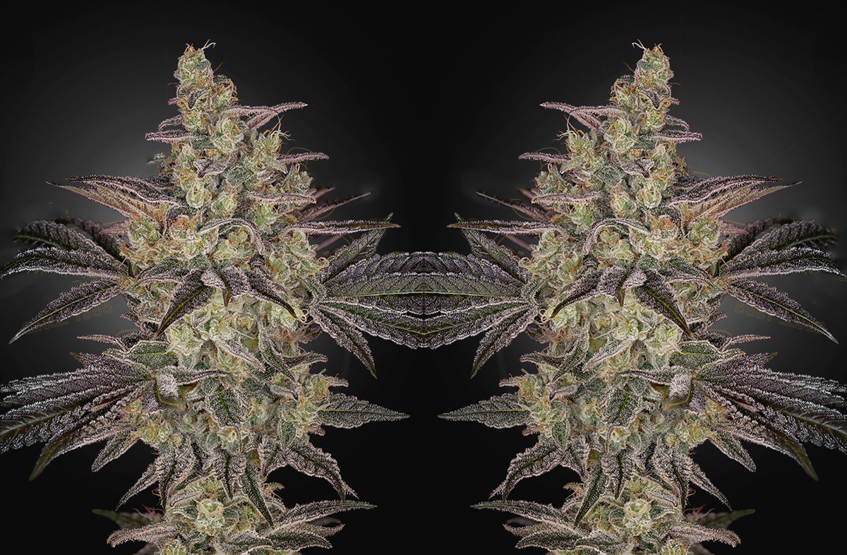 Frosted Guava Auto