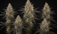 Frosted Guava Auto