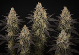 Frosted Guava Auto