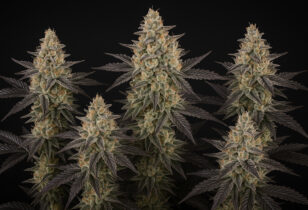 Frosted Guava Auto