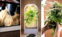 GreenBox Plus