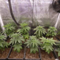Gefjon kweekt Super Sativa Seeds (deel #3, groeien)
