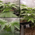 Triploïds & autoflowers in Gefjon's tuin van Eden (deel #1)