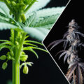 Autoflower, feminized of toch regular wietzaadjes? Dit zijn de verschillen