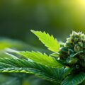 5 goede redenen om biologisch wiet te kweken
