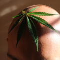 Cannabis (CBDV en THCV) herstelt kaalheid bij mannen én vrouwen
