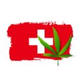 Zwitserse wietproef: 'Legalisatie vermindert problematisch cannabisgebruik'