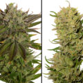 AK-020 & AK-020 Autoflower: de groe(n)ten uit Mokum!