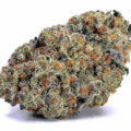Double Donny Burger: indrukwekkende nieuwe USA indica
