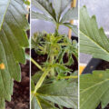 Help Lieve Muna, de groeipunt van mijn wietplant verschrompelt