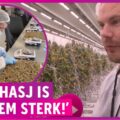Legale wietteler Hollandse Hoogtes legt uit waarom nederhasj wél top is