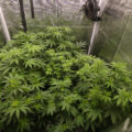 Gefjon kweekt Super Sativa Seeds (deel #6, ...op 12/12...)
