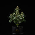 Purple Lemonade Auto, Royal Queen's beste strain van 2024