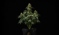Purple Lemonade Auto