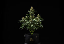 Purple Lemonade Auto