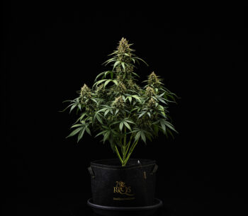 Purple Lemonade Auto