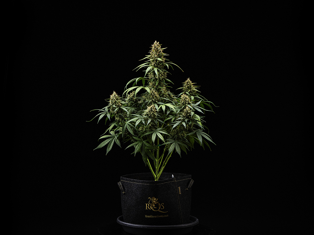 Purple Lemonade Auto