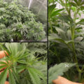 Gefjon kweekt Super Sativa Seeds (deel #5, nog eens toppen)