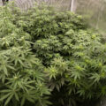 Gefjon kweekt Super Sativa Seeds (deel #8, de eerste topjes)