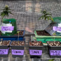 Buitenwiet test ’25 update #12: zon, bloei & cannabonsai!