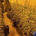 Cannabis foto’s • 5 actuele beelden uit de oorlog tegen wiet (#45)