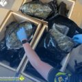 Cannabis foto’s • 6 actuele beelden uit de oorlog tegen wiet (#47)