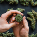 THC-monitor: gemiddeld 1% meer THC in wiet dan jaar geleden