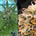 Lieve Muna, kunnen we onze autoflowers al oogsten?