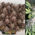 Critical Orange Punch: fruitige 'punch' wiet met een XL-opbrengst
