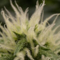 Gefjon kweekt Super Sativa Seeds (deel #9, op de helft...)