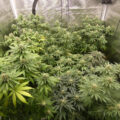 Gefjon kweekt Super Sativa Seeds (deel #10, op naar de oogst!)