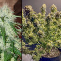 TNT Trichome: explosieve indica waar je 'BOEM' tegen zegt!