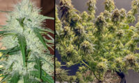 TNT Trichome