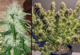 TNT Trichome