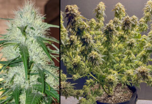 TNT Trichome