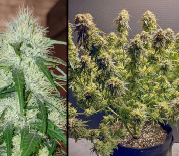 TNT Trichome
